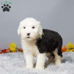 Cameron, Old English Sheepdog Puppy